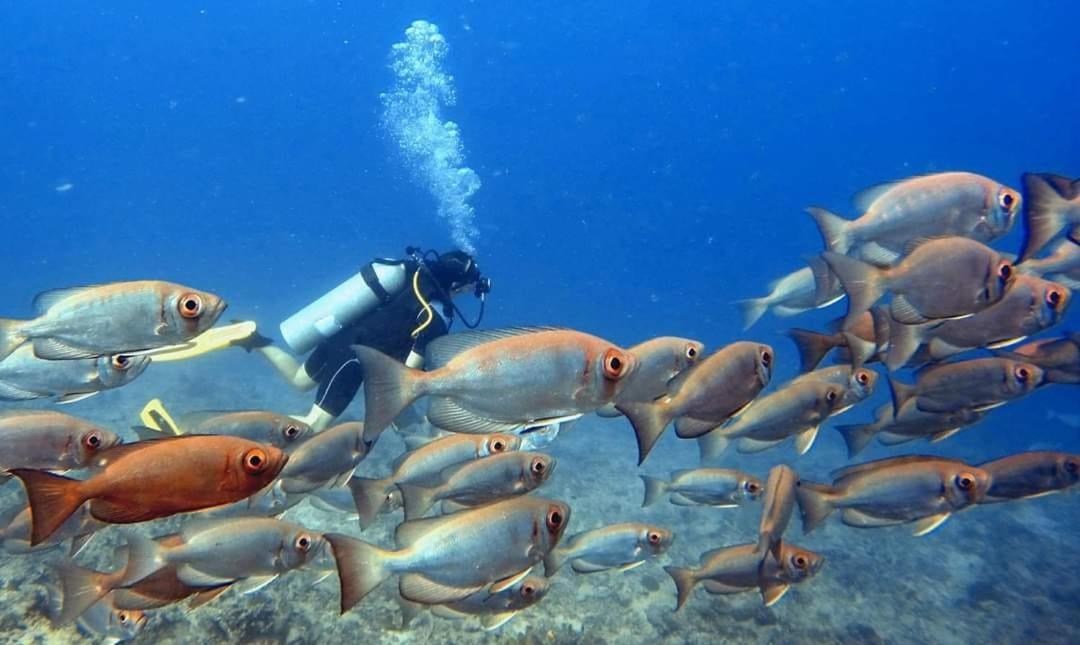 Ratu Kini Dive & Stay Đảo Đảo Mana Island Ngoại thất bức ảnh